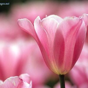 Meet your Posher, Cathy